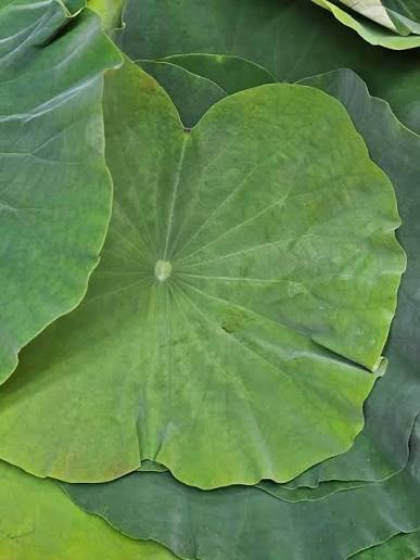 Purine Leaf-5 leaves
